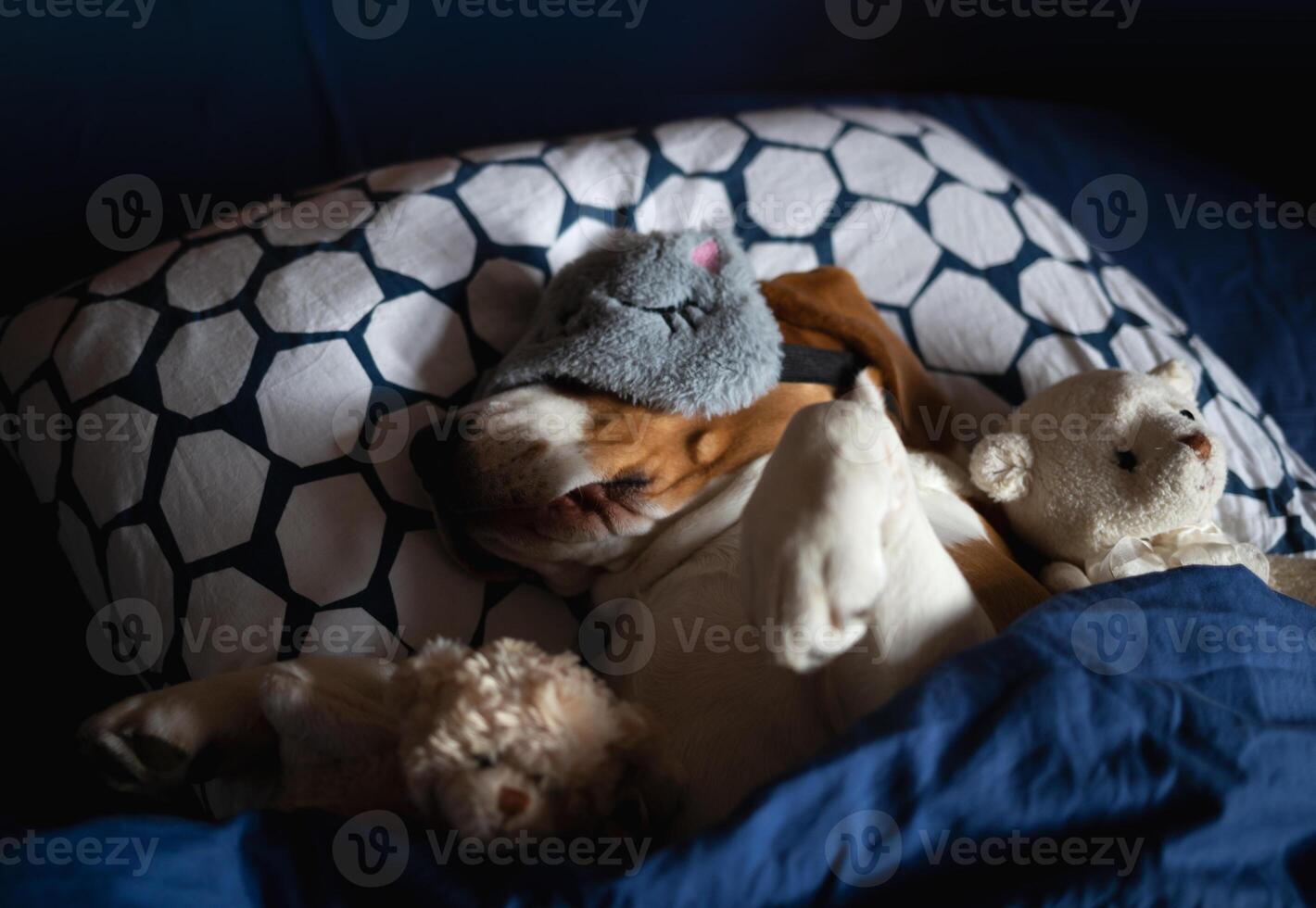 beagle dog lies in bed with soft toys in a sleep mask photo