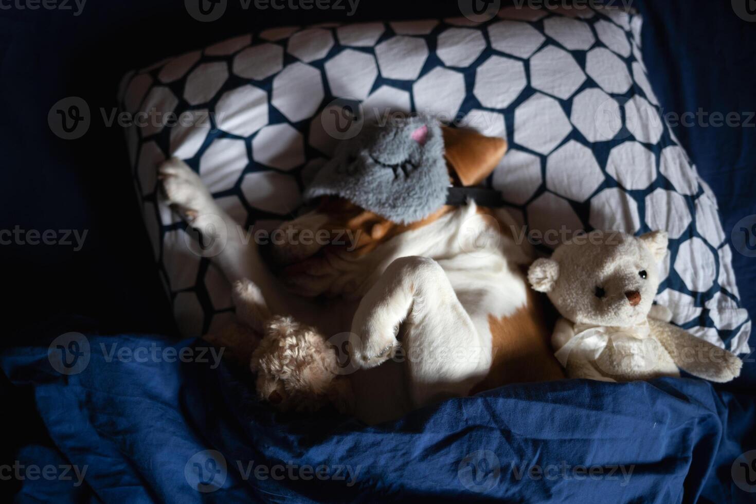 beagle dog lies in bed with soft toys in a sleep mask photo