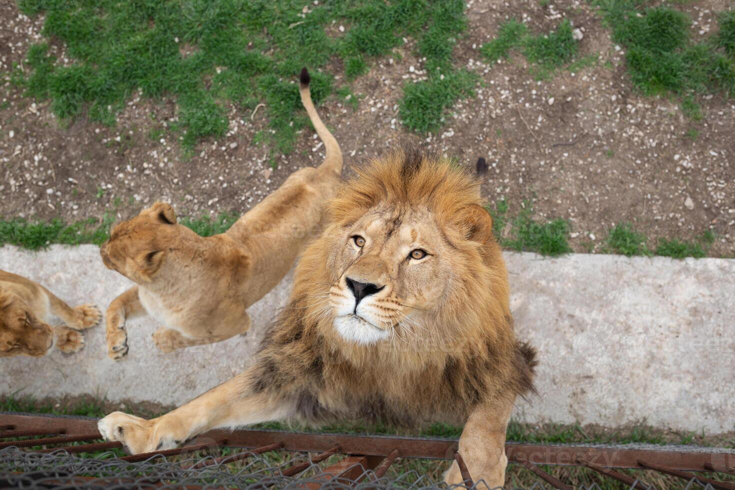 young beautiful lion catches meat in safari park photo