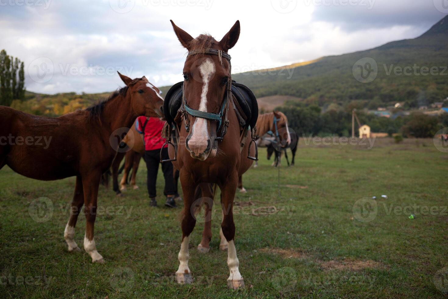 muzzles of two adult brown horses, close-up photo
