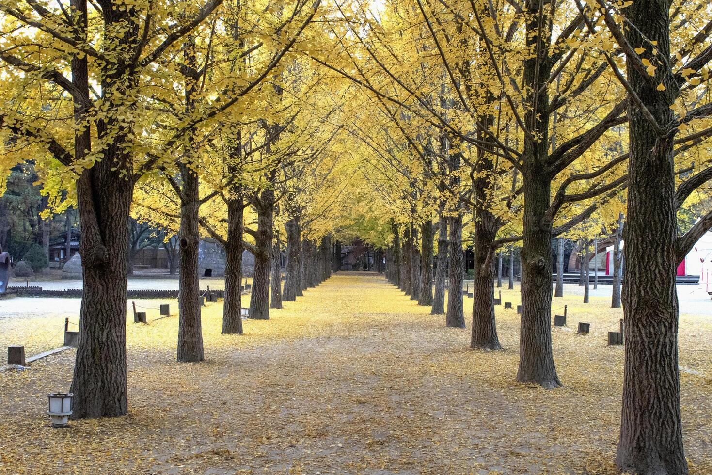 Beautiful scene of ginkgo trees in a row in Namiseom island in South Korea photo