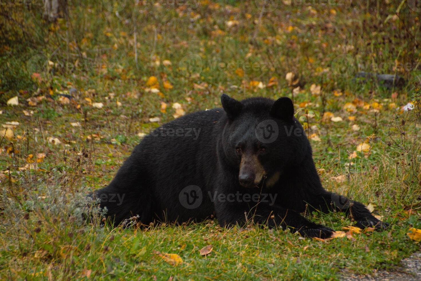 Brown bear eating in the grass photo