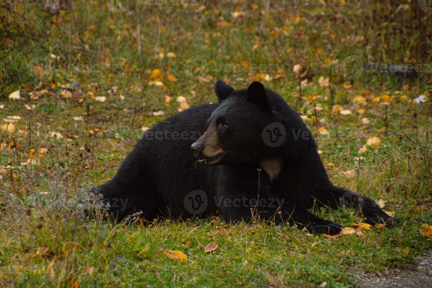 Brown bear eating in the grass photo
