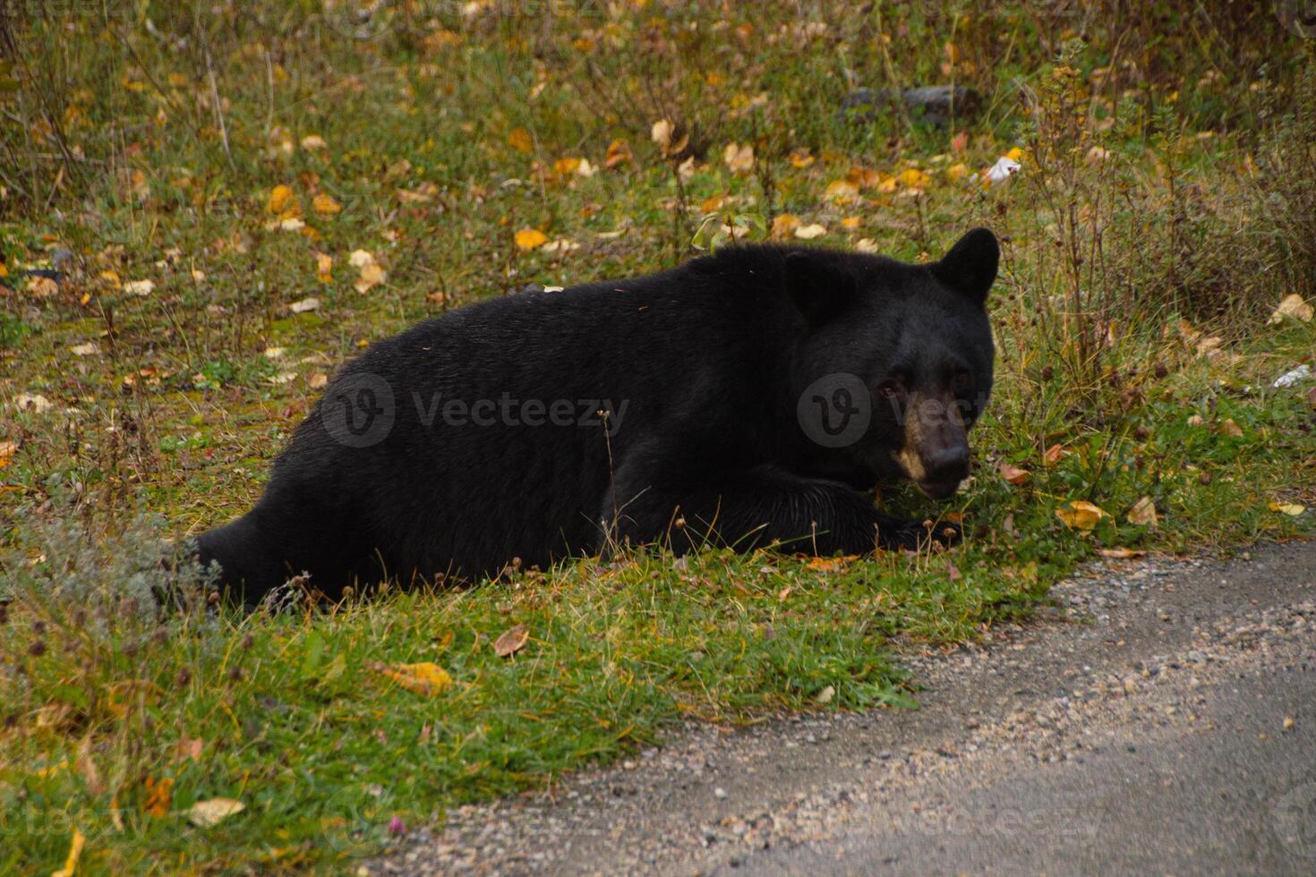 Brown bear eating in the grass photo
