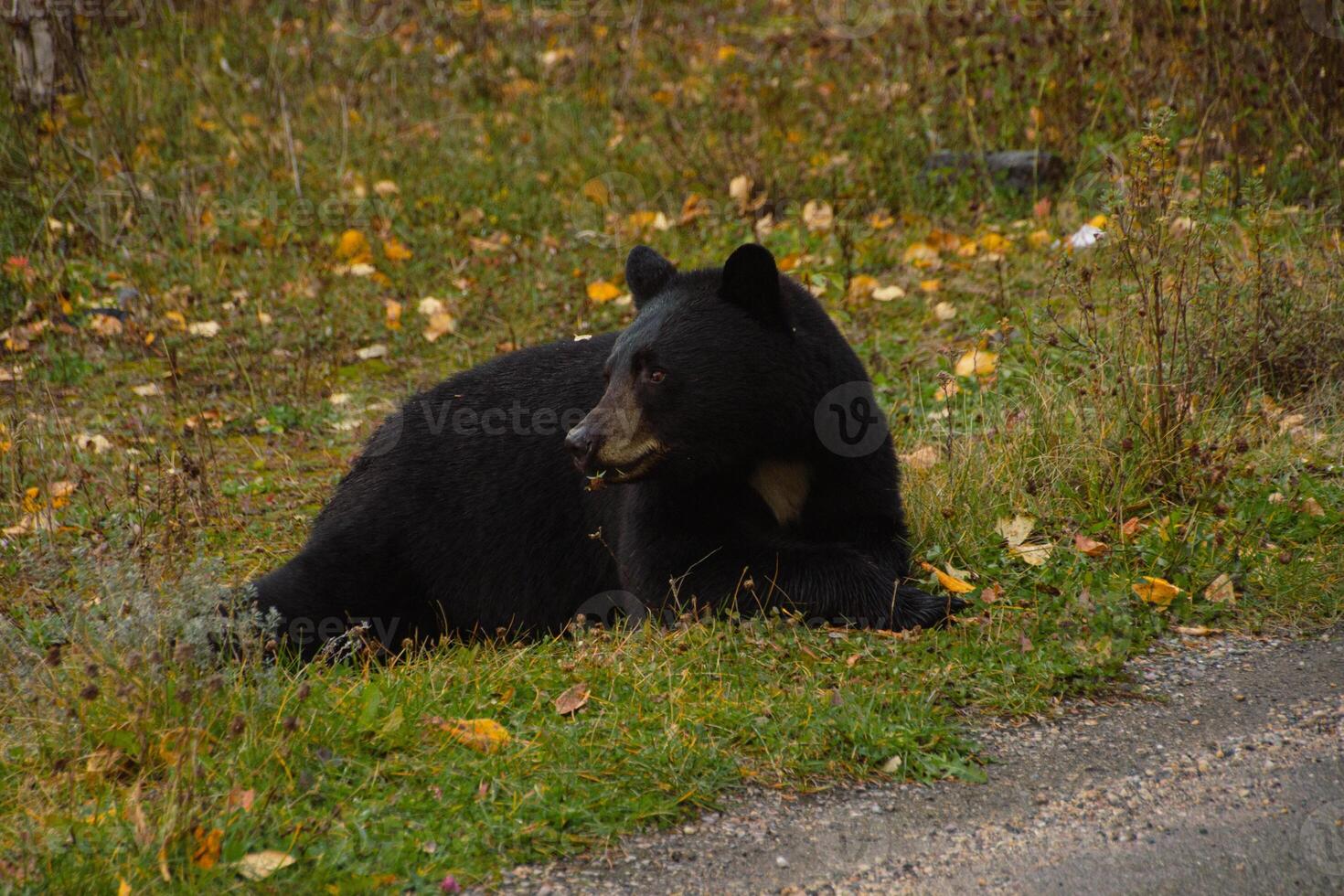 Brown bear eating in the grass photo