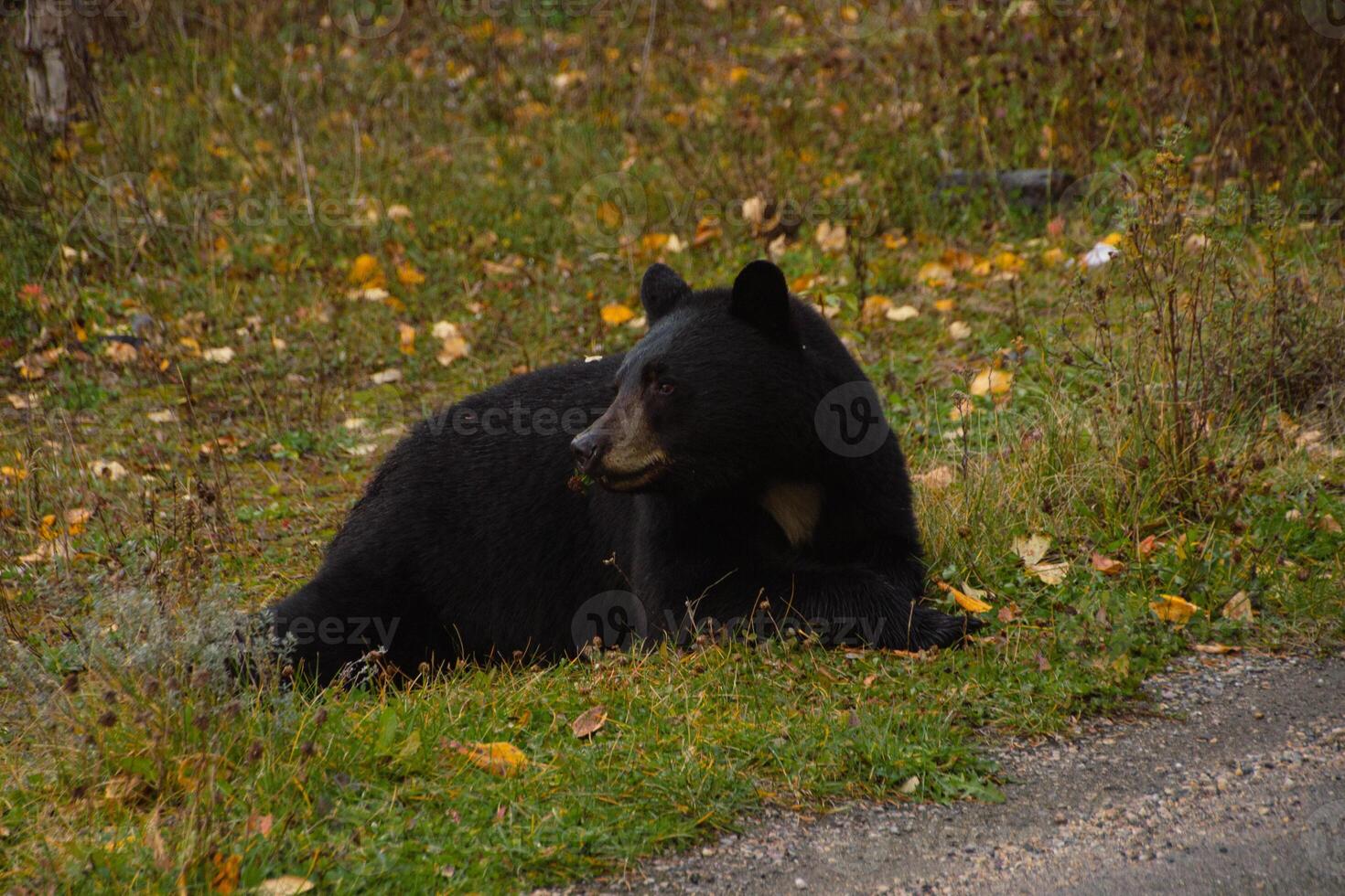 Brown bear eating in the grass photo