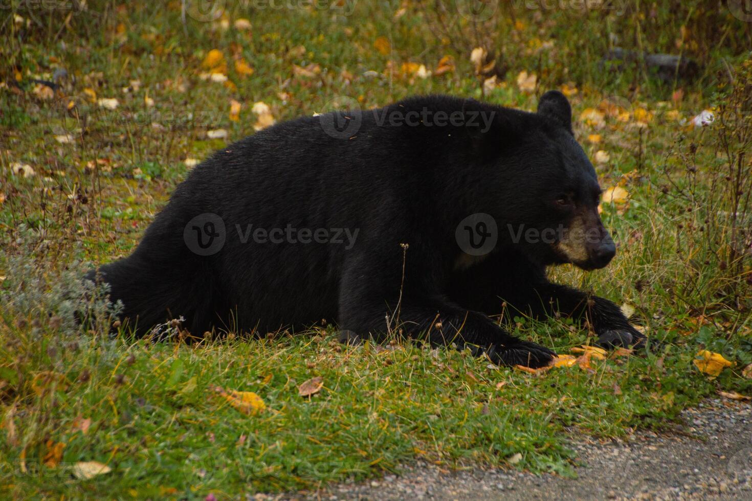 Brown bear eating in the grass photo
