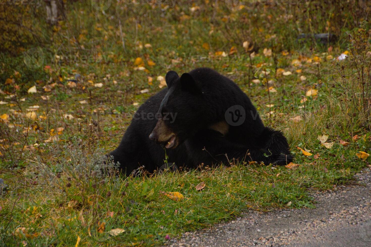 Brown bear eating in the grass photo