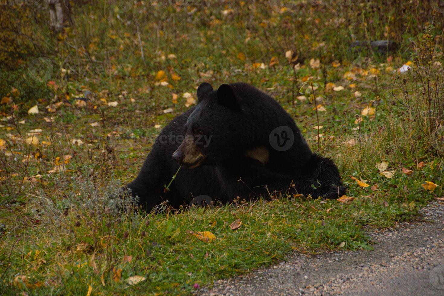 Brown bear eating in the grass photo