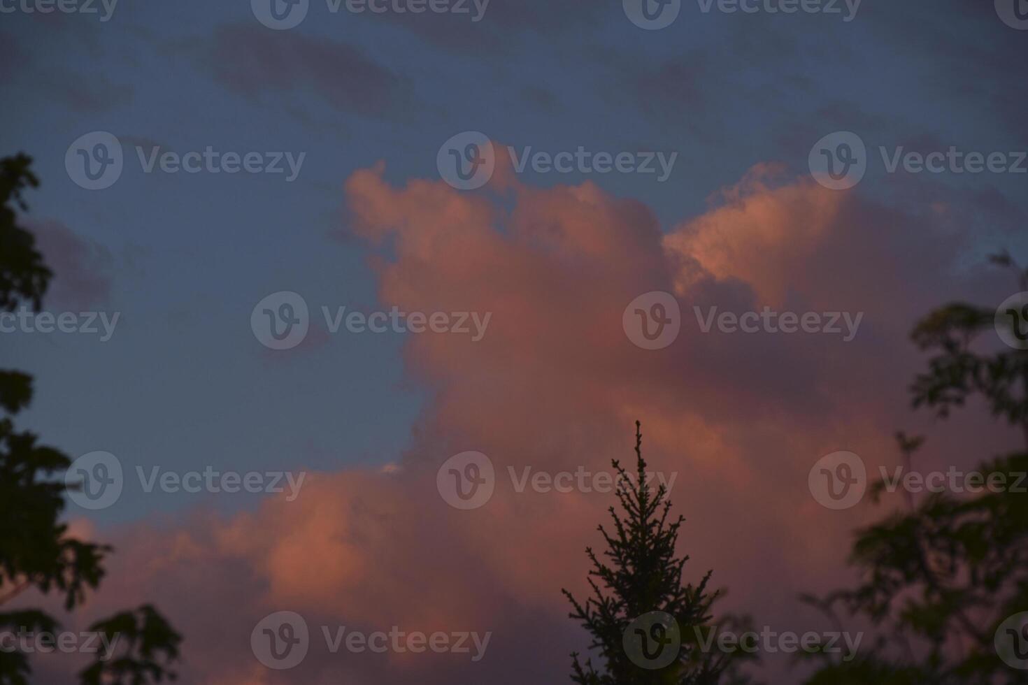 Pink and white clouds in the evening summer sky. Cumulus clouds. photo