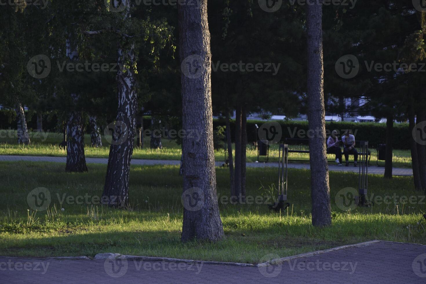 A stone-paved path in a summer park. Trees and grass in the recreation park. photo