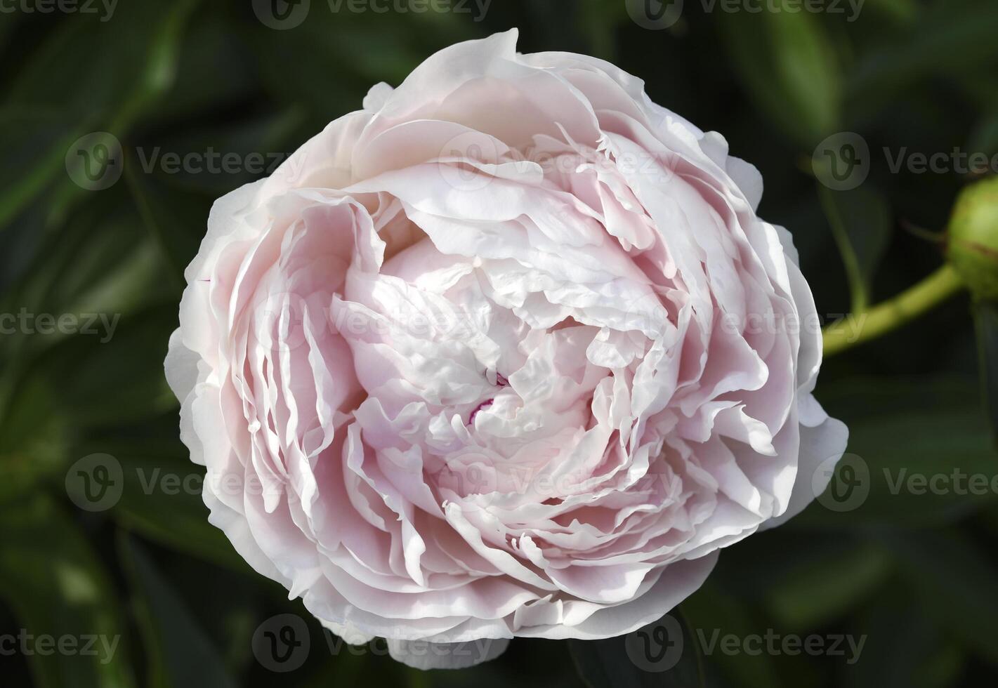 A beautiful large peony flower. A flower with petals in detail. A macro photo of a flower.