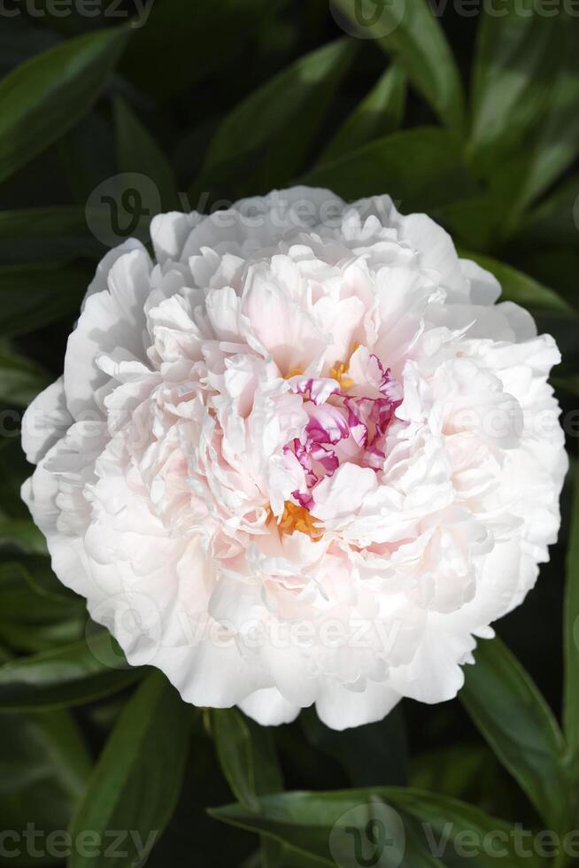 A beautiful large peony flower. A flower with petals in detail. A macro photo of a flower.