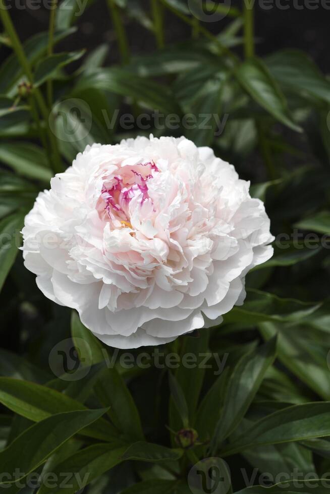 A beautiful large peony flower. A flower with petals in detail. A macro photo of a flower.