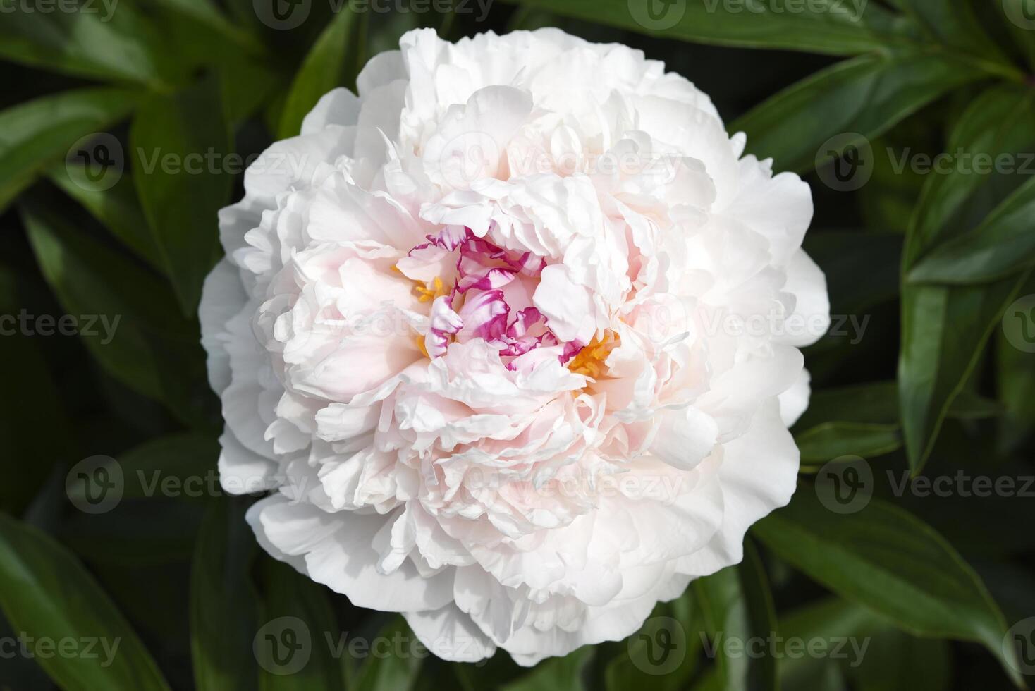 A beautiful large peony flower. A flower with petals in detail. A macro photo of a flower.