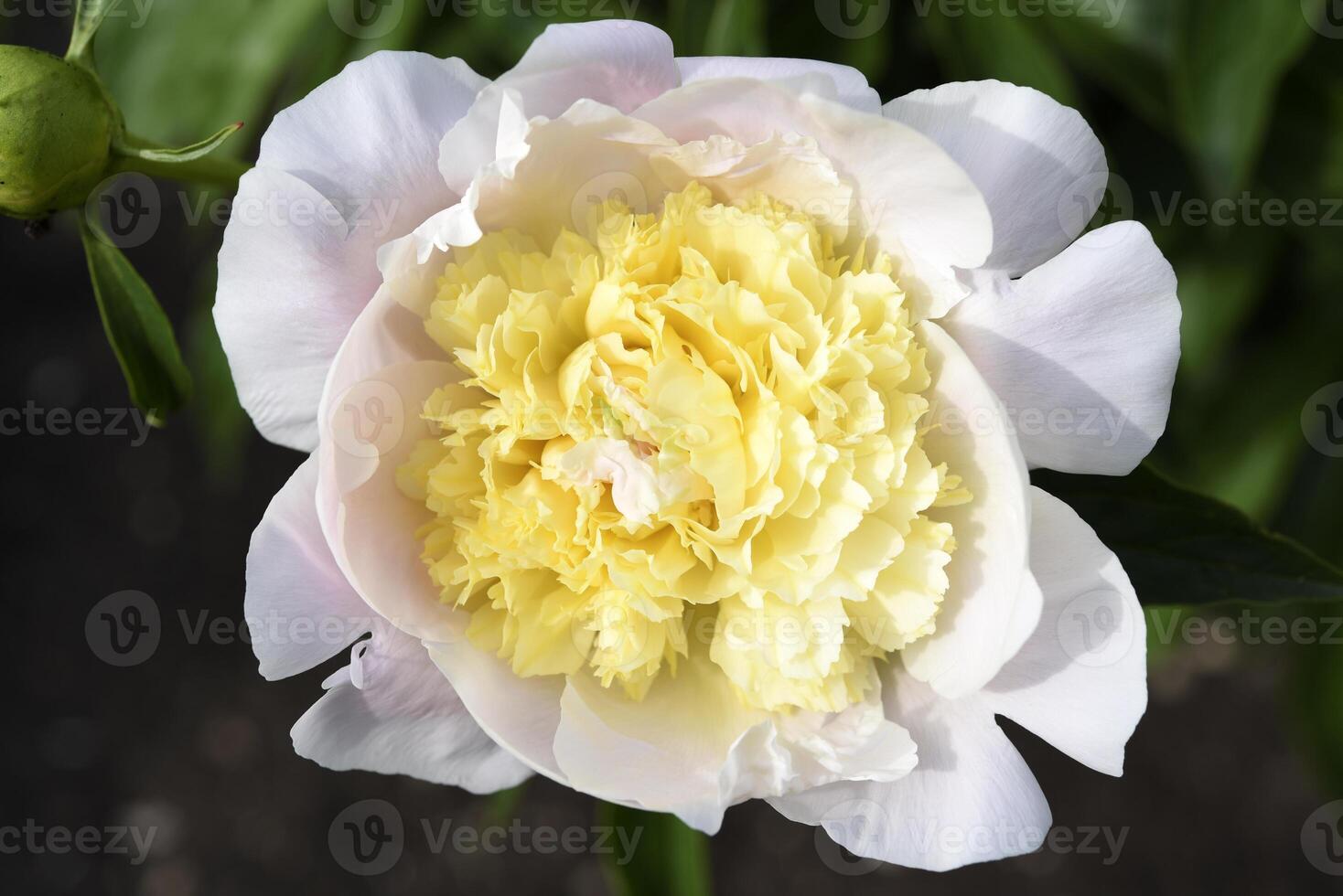 A beautiful large peony flower. A flower with petals in detail. A macro photo of a flower.