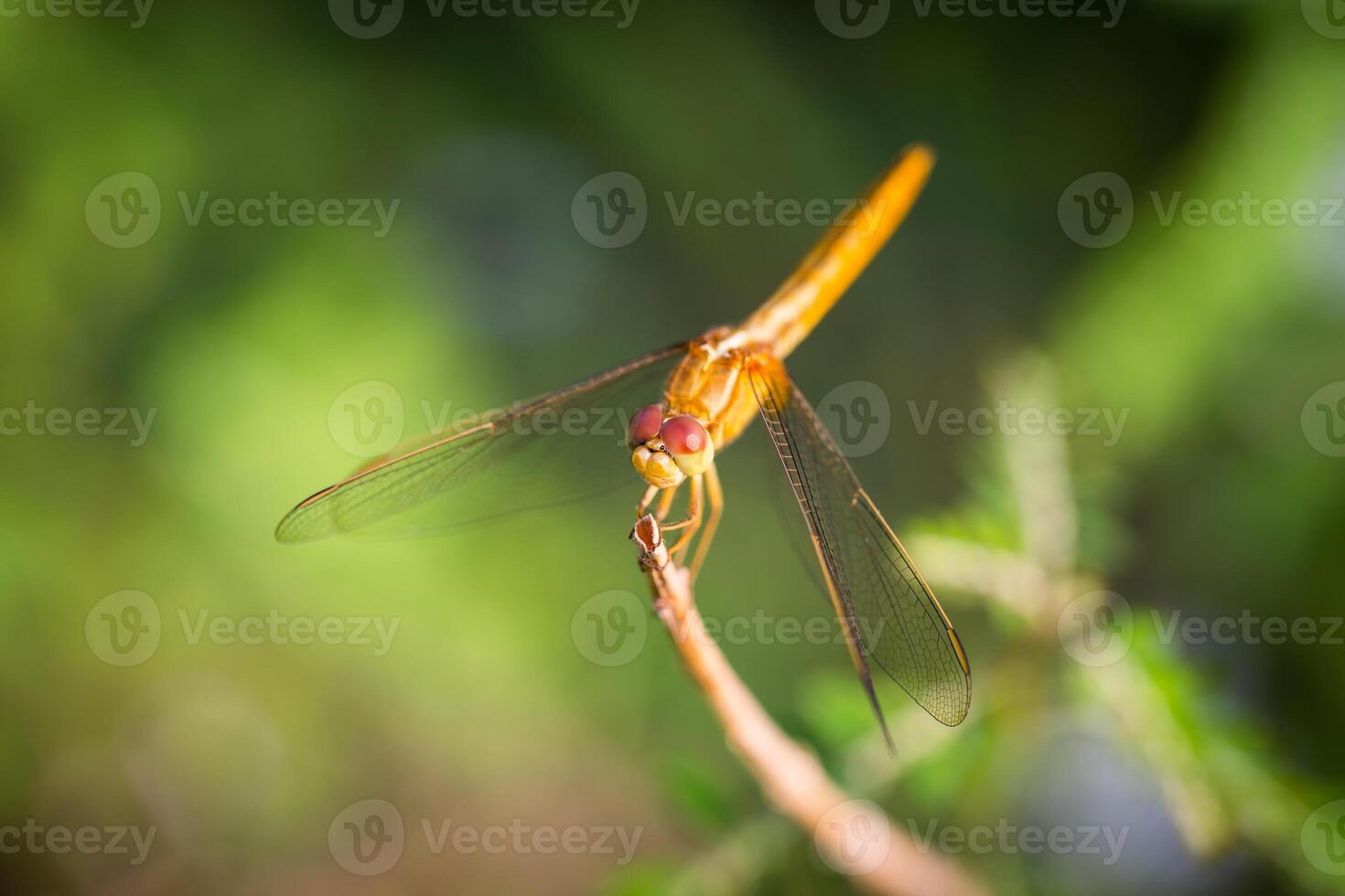 Dragonfly Perched on a Branch photo