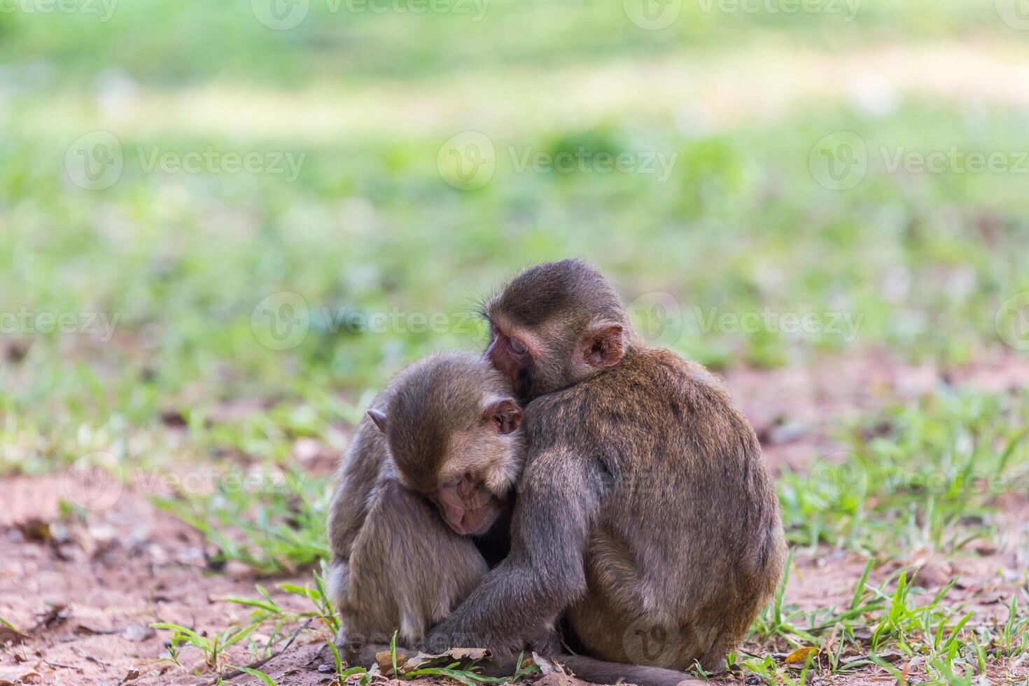 Two monkey sleeping photo