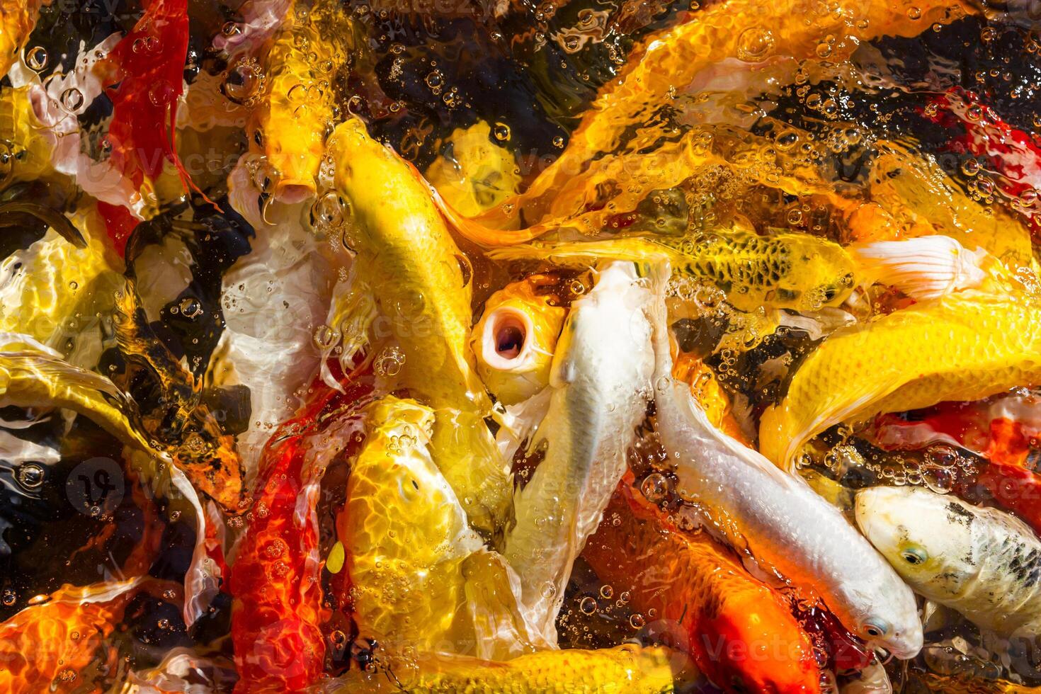 Hungry Koi Carps Fish Japanese swimming beautiful color photo
