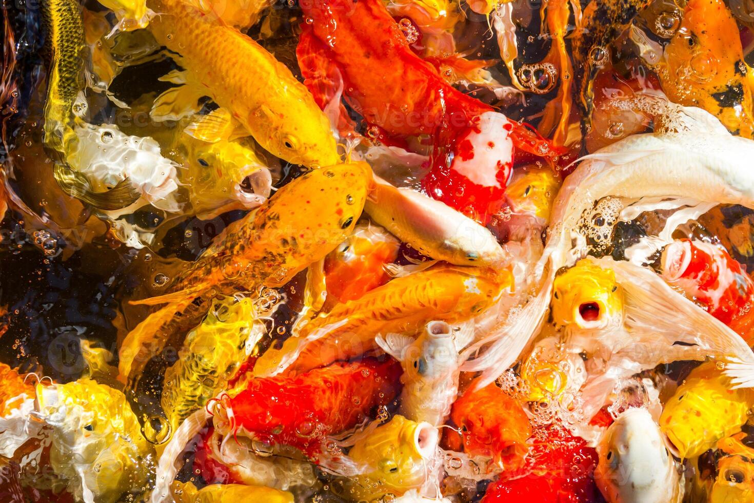 Hungry Koi Carps Fish Japanese swimming beautiful color photo