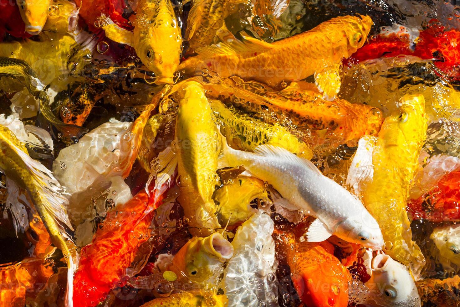 Hungry Koi Carps Fish Japanese swimming beautiful color photo