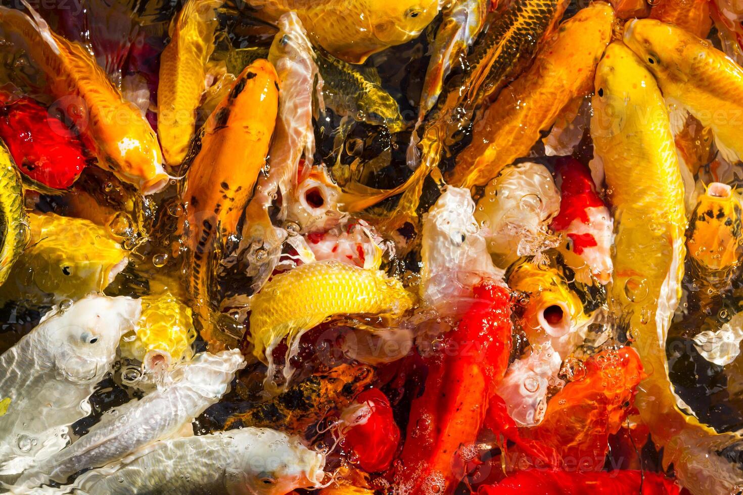 Hungry Koi Carps Fish Japanese swimming beautiful color photo