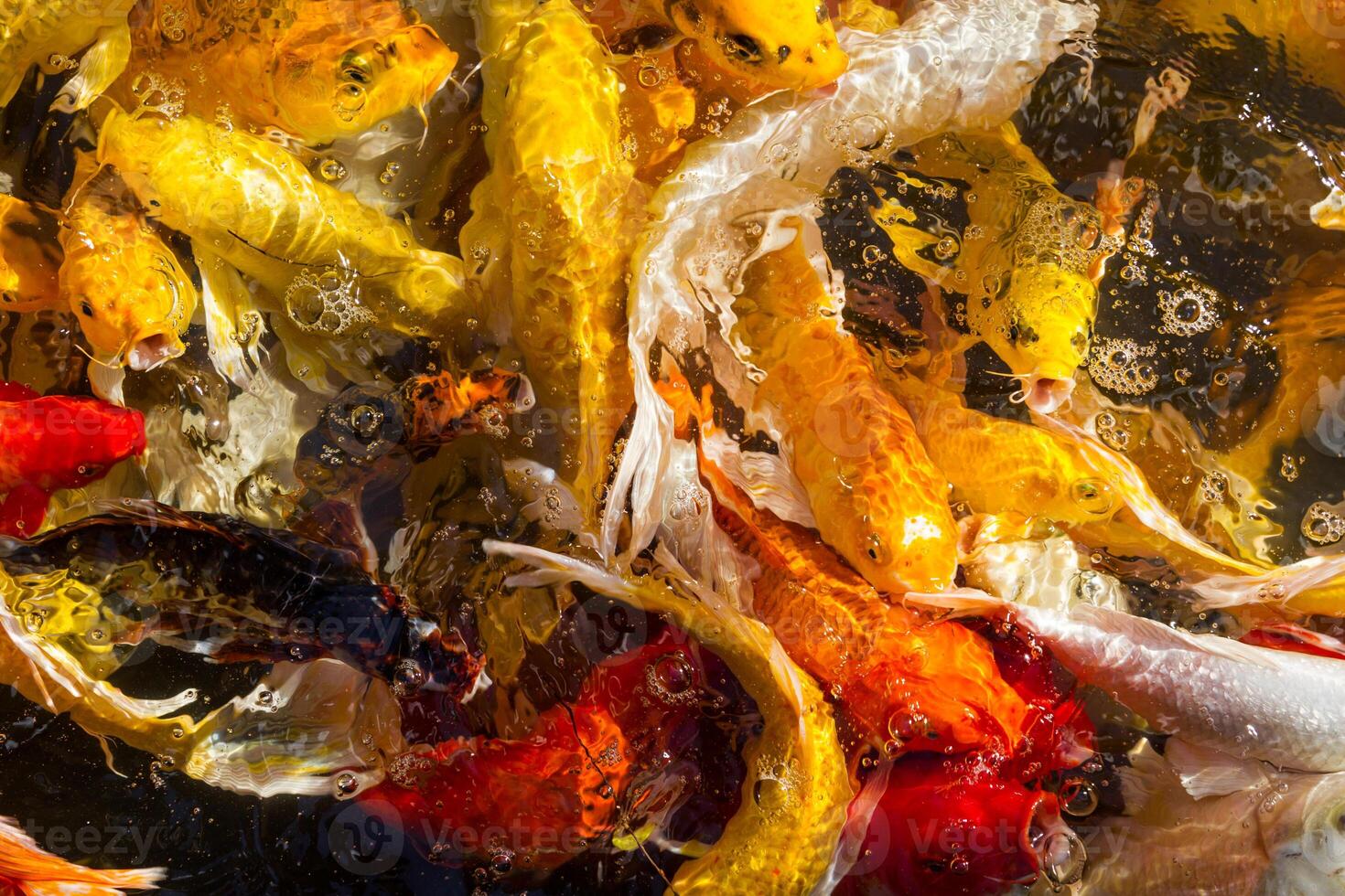 Hungry Koi Carps Fish Japanese swimming beautiful color photo