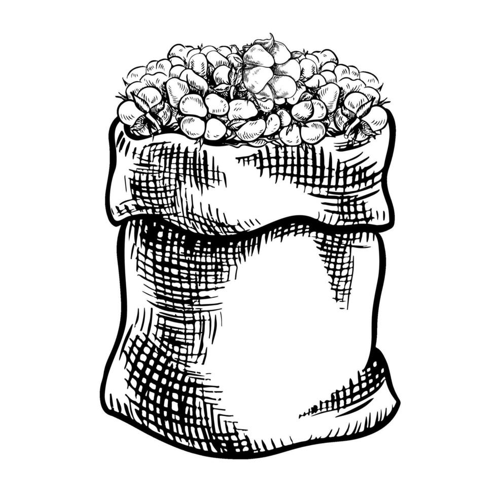 The cotton is organic. A canvas bag with a harvest of ripe cotton. Black and white, detailed, graphic, illustration. Isolate, hand-drawn on a white background. For packaging, labels and poster. vector