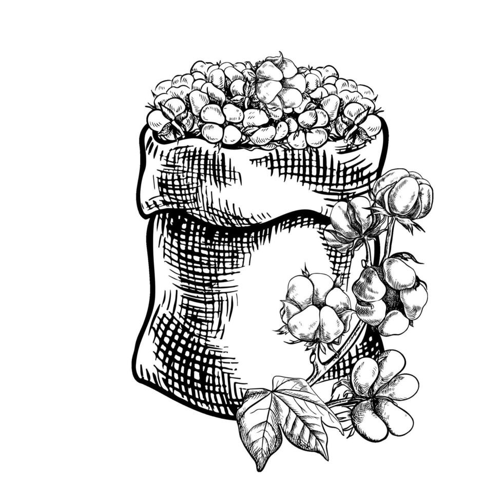 The cotton is organic. A canvas bag with a harvest of ripe cotton. Black and white, detailed, graphic, illustration. Isolate, hand-drawn on a white background. For packaging, labels and poster. vector