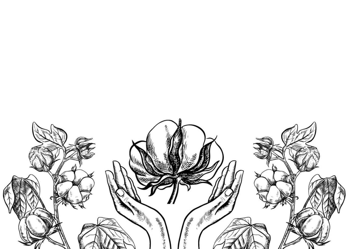 The cotton is organic. Border frame with hands holding cotton. Black and white illustration in the form of beautiful hands supporting ripe fluffy cotton. For banners, flyers and posters. vector