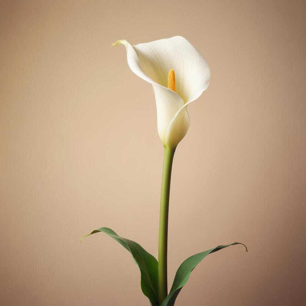 Calla flower with plain background cinematic view photo