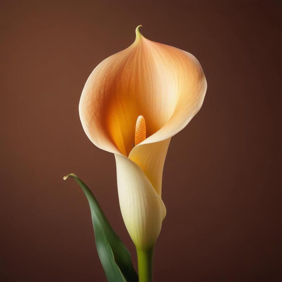 Calla flower with plain background cinematic view photo