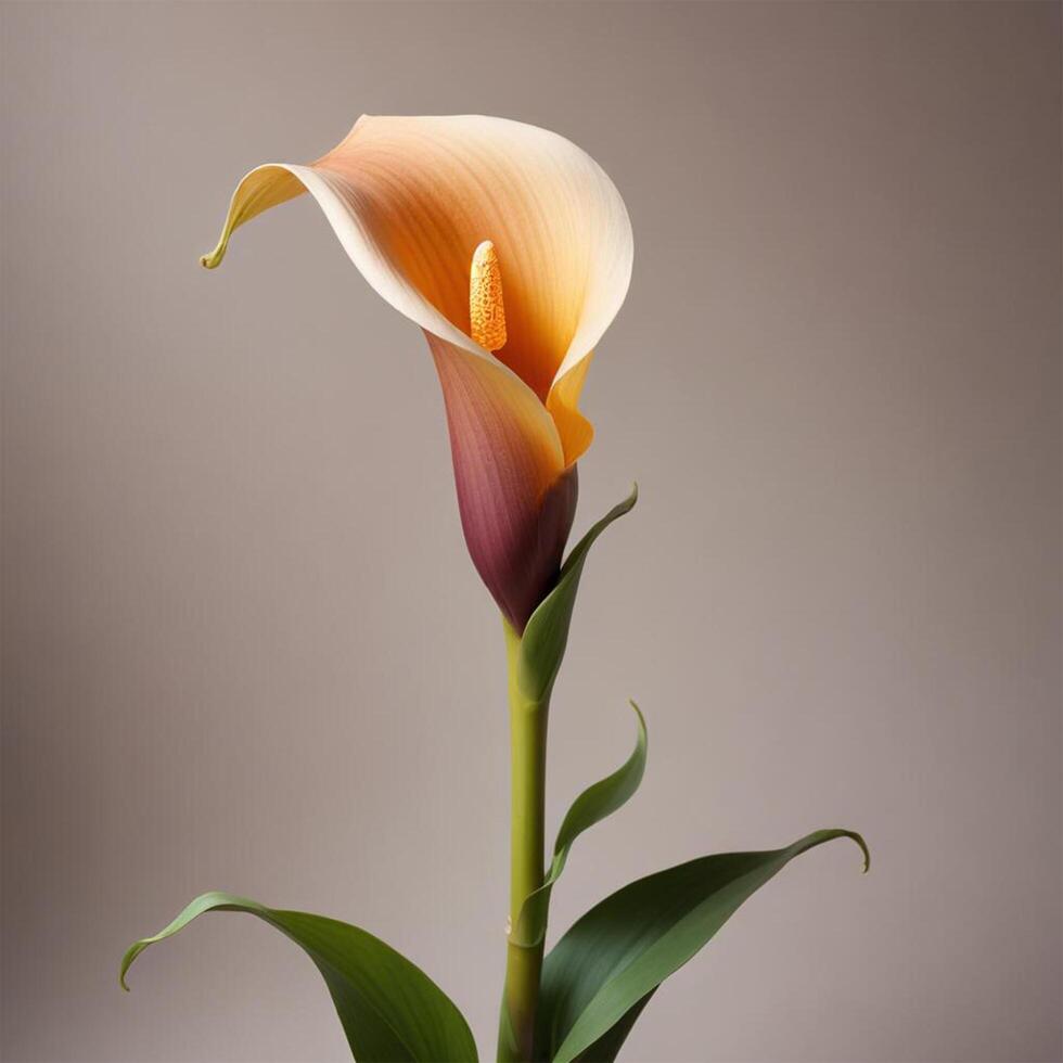 Calla flower with plain background cinematic view photo