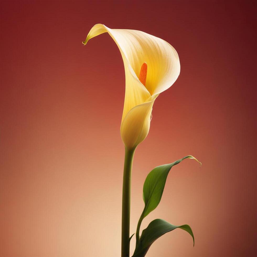 Calla flower with plain background cinematic view photo