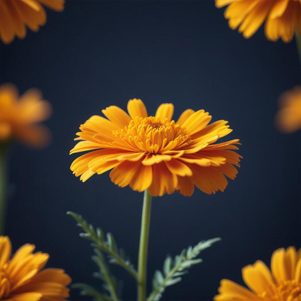marigold flower with plain background cinematic view photo