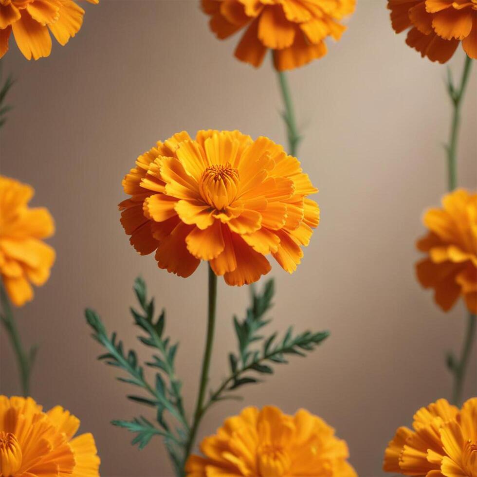 marigold flower with plain background cinematic view photo