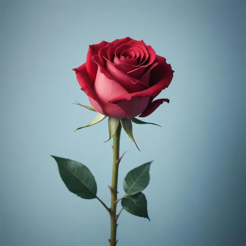 rose with plain background cinematic view photo