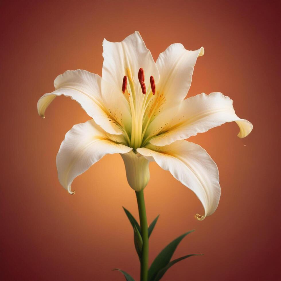 lily flower with plain background cinematic view photo