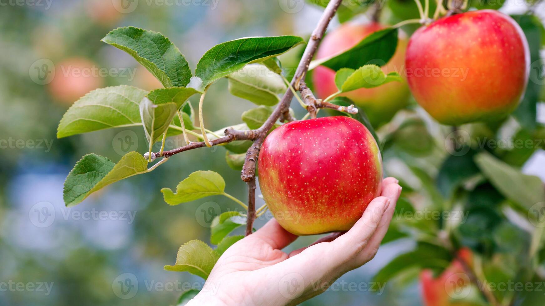 Apples, ripe apples, ripe red apples, sweet apples,apple tree, apple orchard, photo