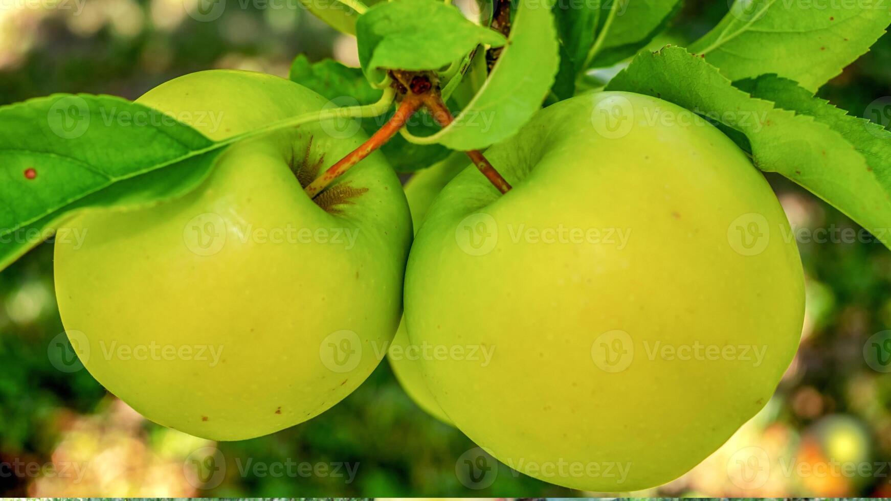 Apples, ripe apples, ripe red apples, sweet apples,apple tree, apple orchard, photo