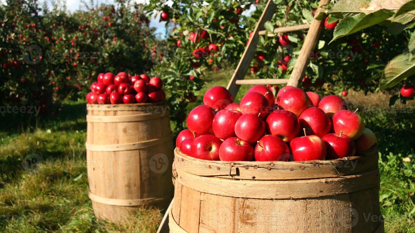Apples, ripe apples, ripe red apples, sweet apples, photo