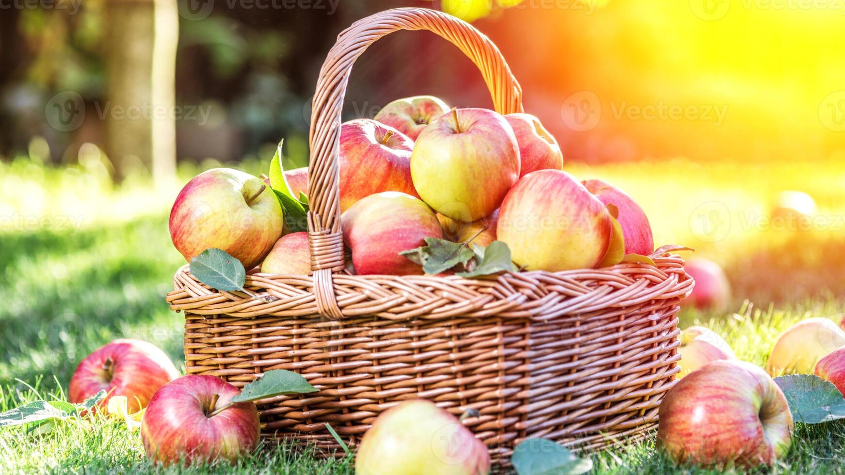 Apples, ripe apples, ripe red apples, sweet apples, photo