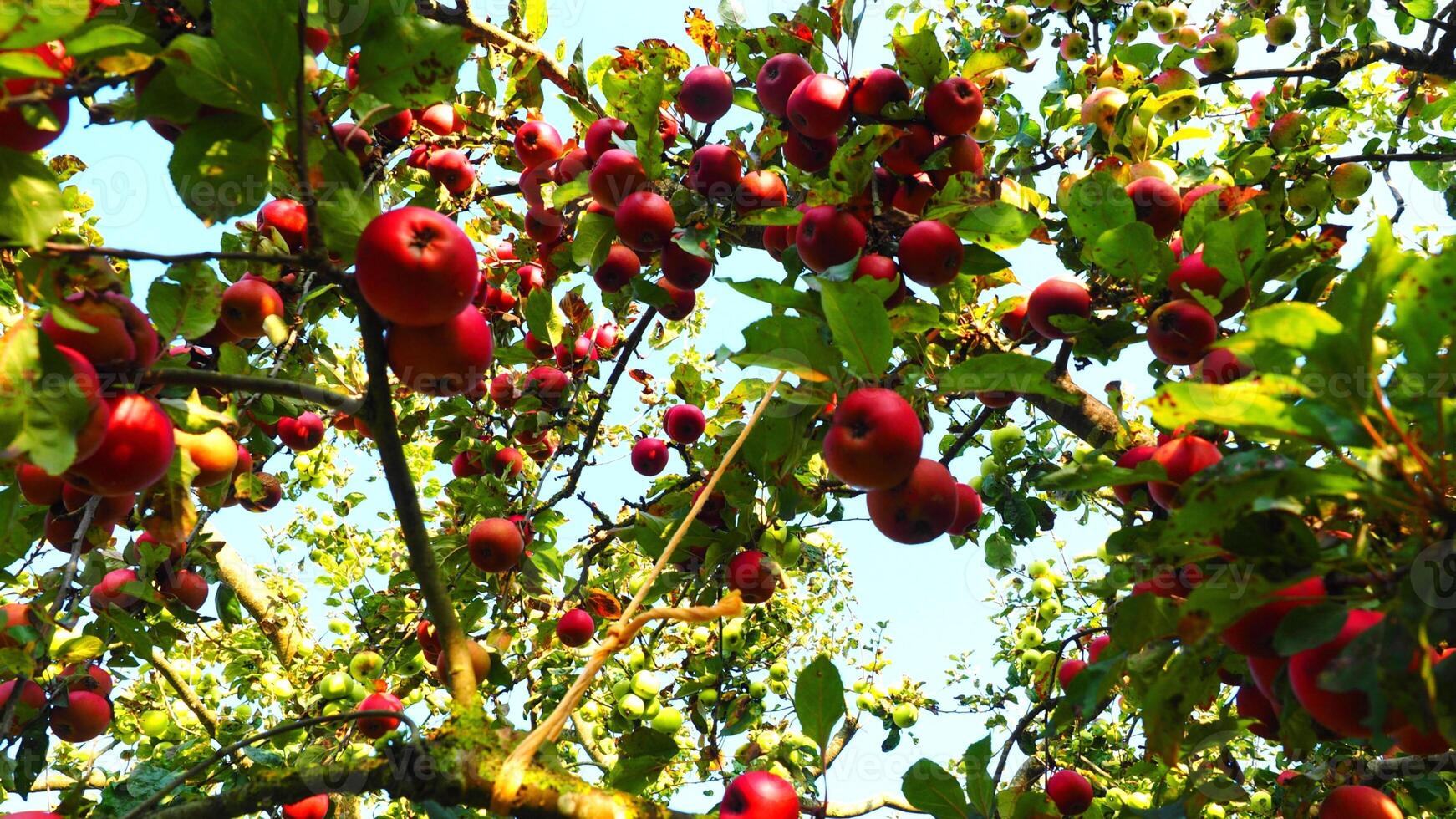 Apples, ripe apples, ripe red apples, sweet apples,apple tree, apple orchard, photo