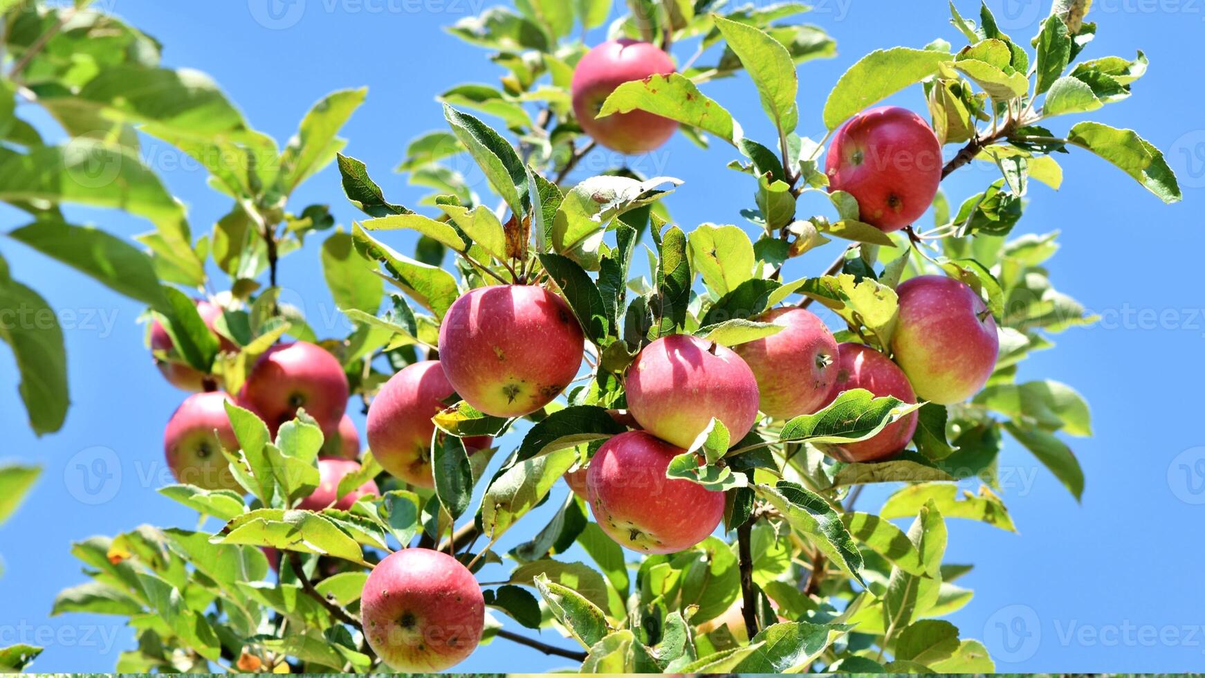 Apples, ripe apples, ripe red apples, sweet apples, photo