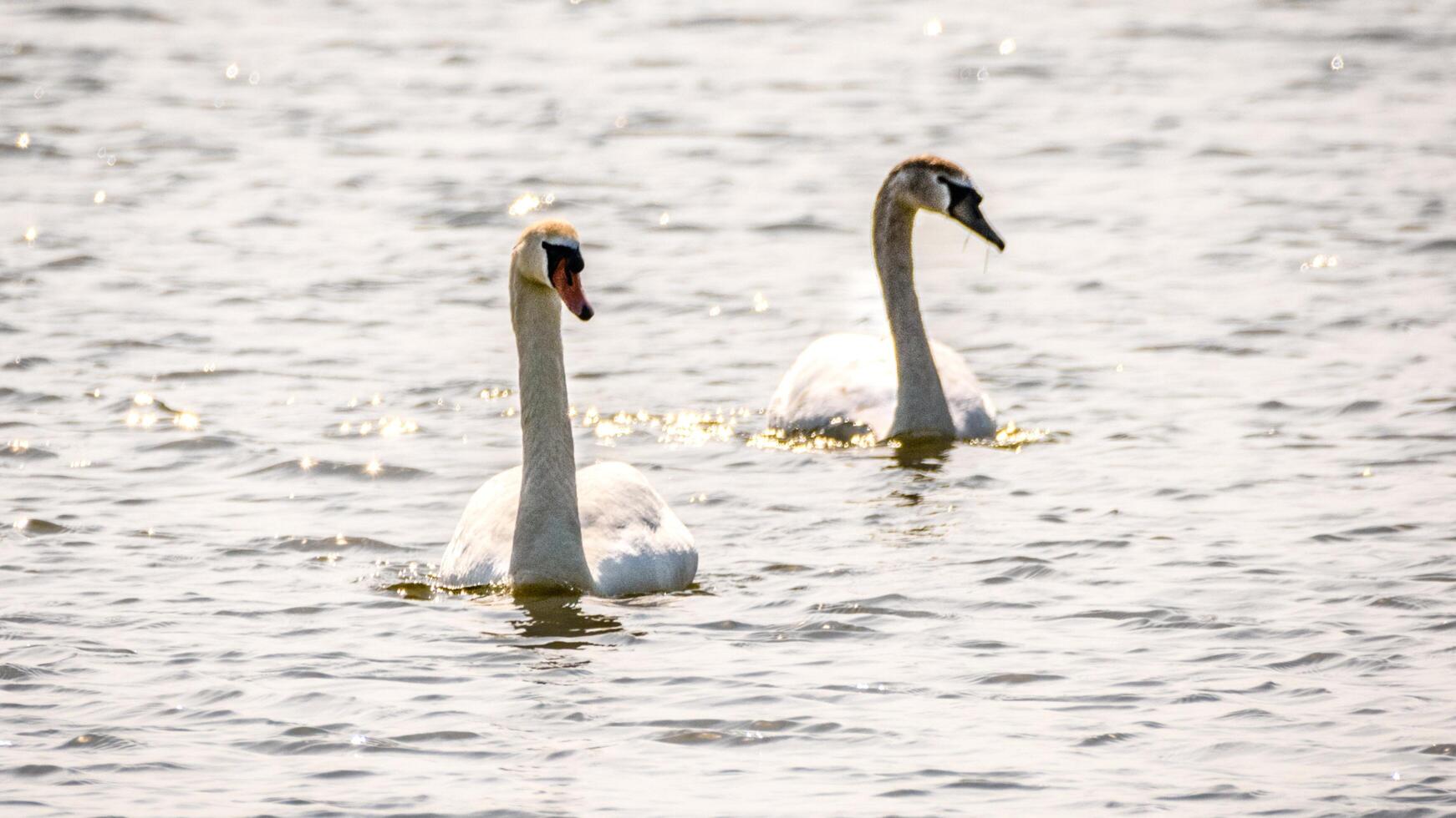 A white swan is swimming in the water at RSPB Rainham Marshes Nature Reserve in Rainham, Essex, on March 22, 2024. photo