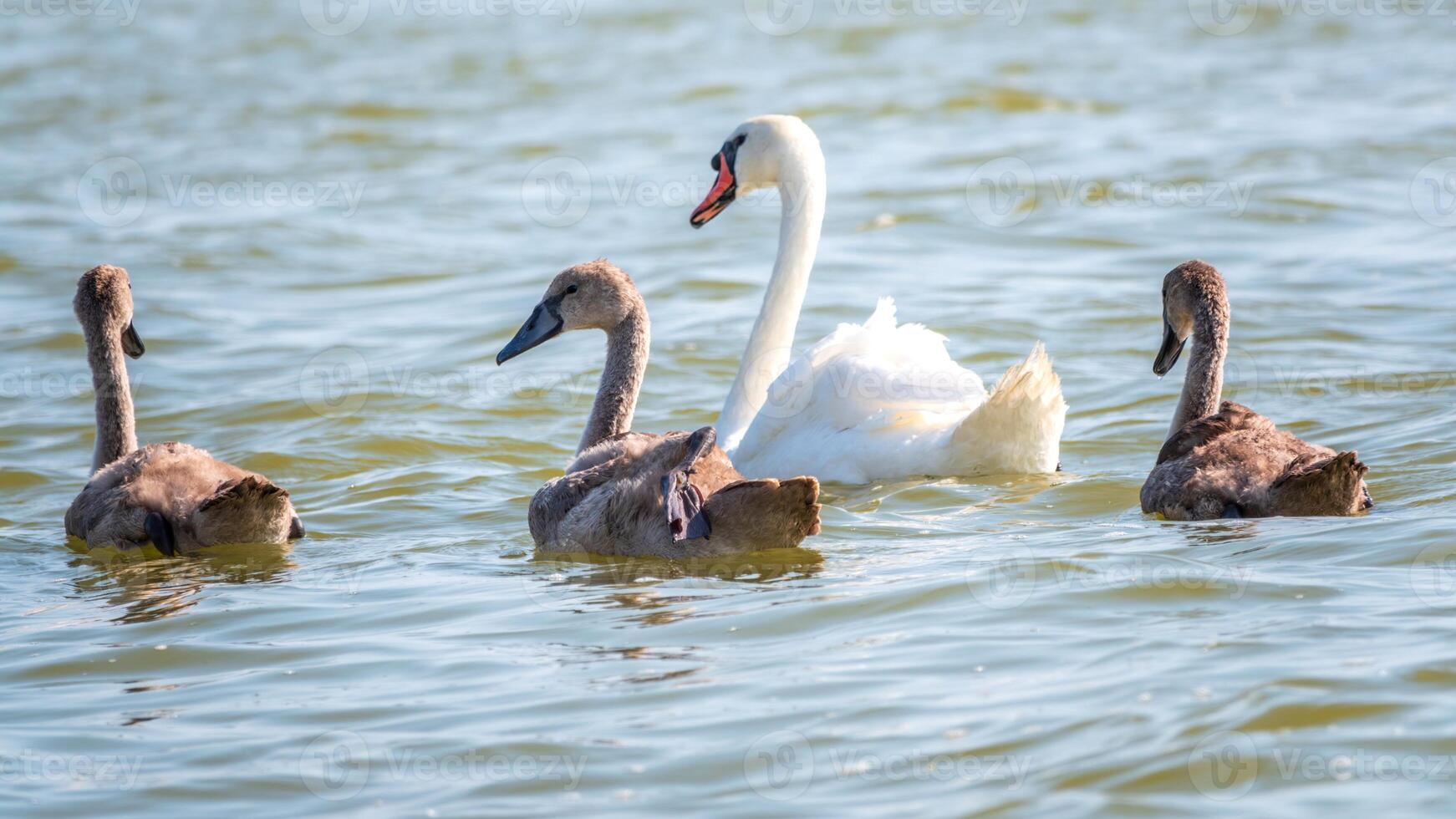 A white swan is swimming in the water at RSPB Rainham Marshes Nature Reserve in Rainham, Essex, on March 22, 2024. photo