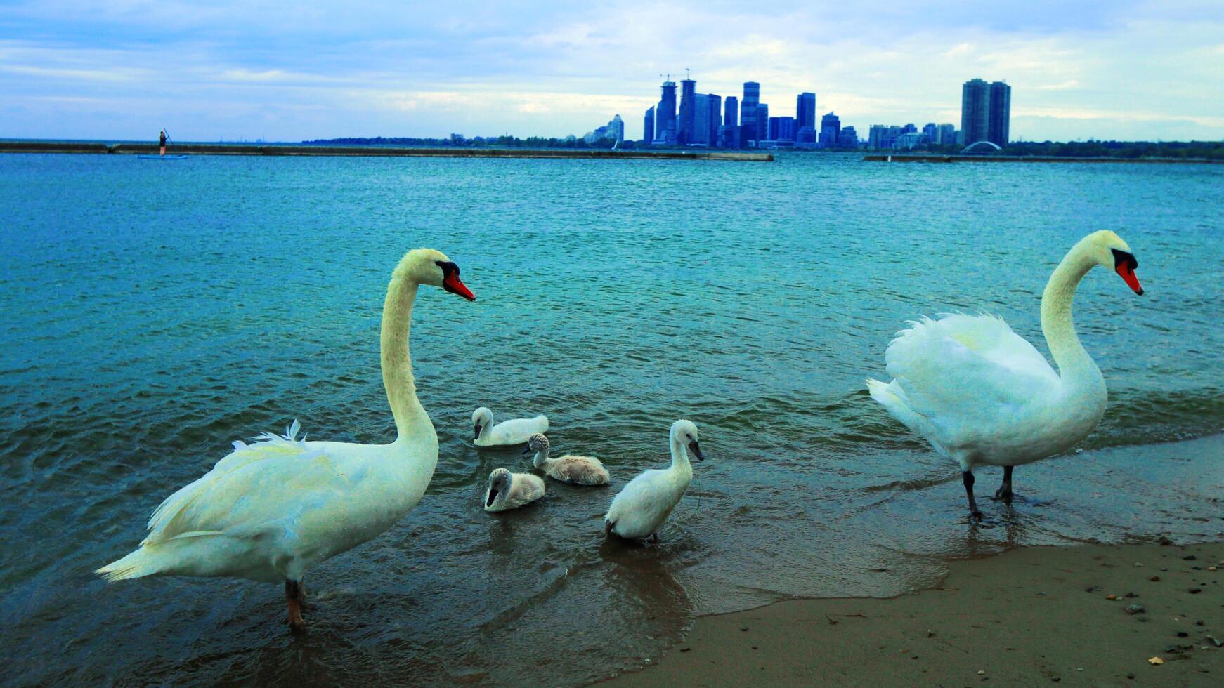 A white swan is swimming in the water at RSPB Rainham Marshes Nature Reserve in Rainham, Essex, on March 22, 2024. photo