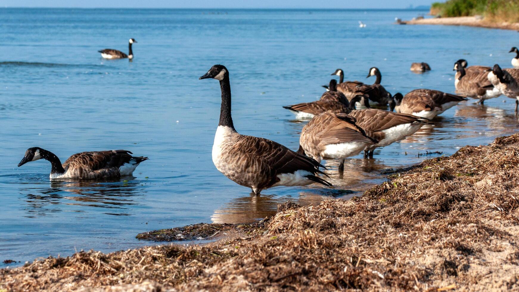 A white swan is swimming in the water at RSPB Rainham Marshes Nature Reserve in Rainham, Essex, on March 22, 2024. photo