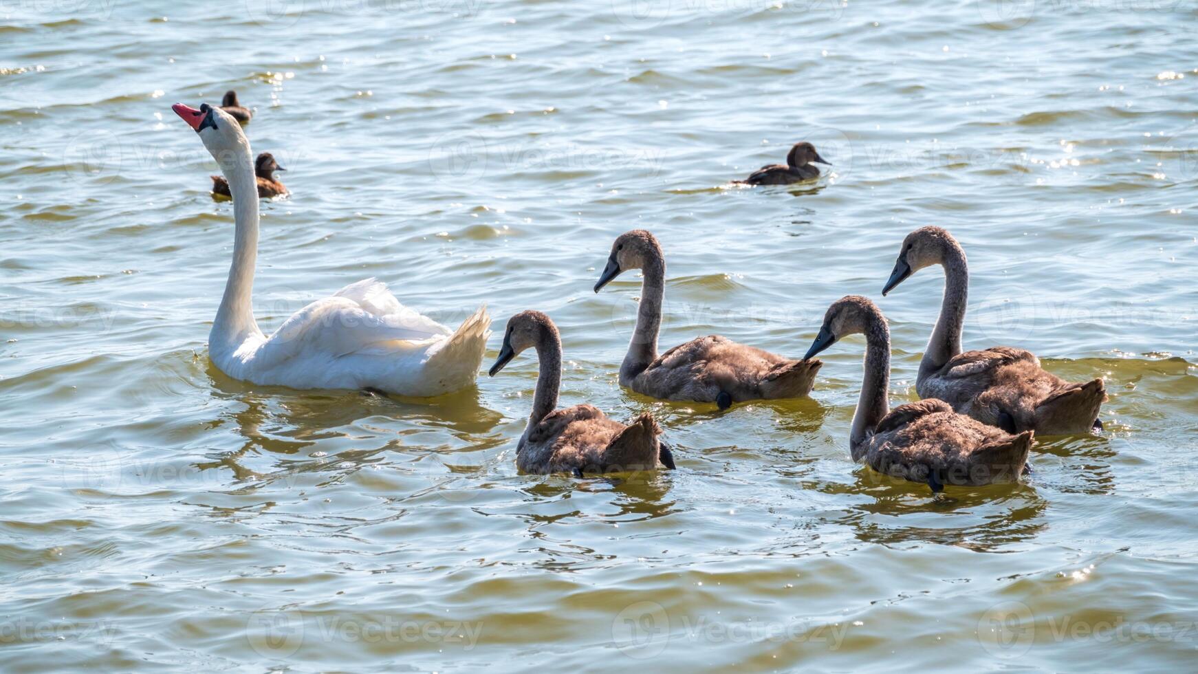 A white swan is swimming in the water at RSPB Rainham Marshes Nature Reserve in Rainham, Essex, on March 22, 2024. photo