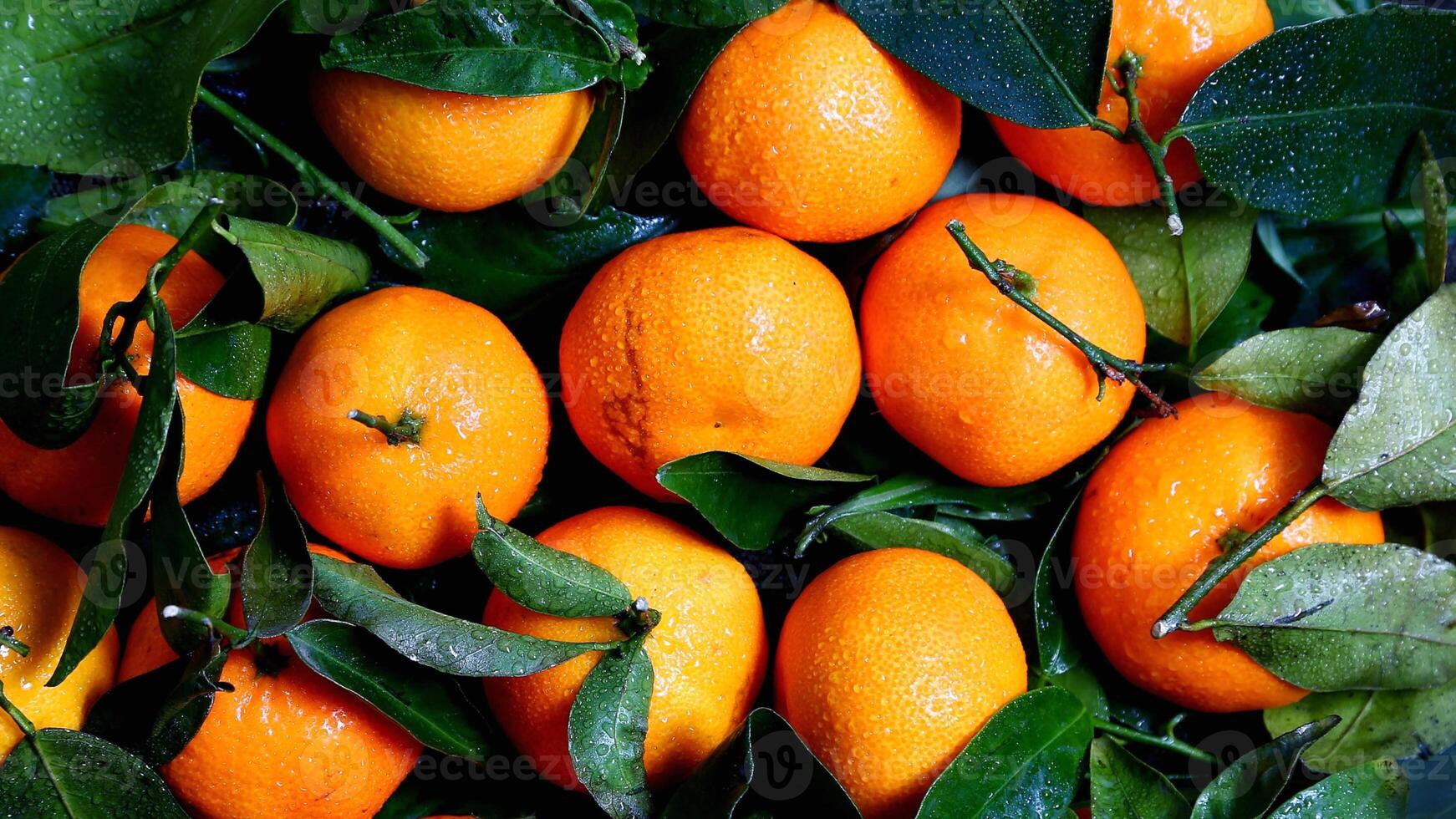Oranges, Ripe Oranges, Orange Orchards, Kamalaga, Ripe Oranges on Trees, photo